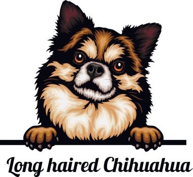 Uzun saçlı Chihuahua - Renkli Dikizci Köpekler - Kafası beyaz renkli - vektör stoku