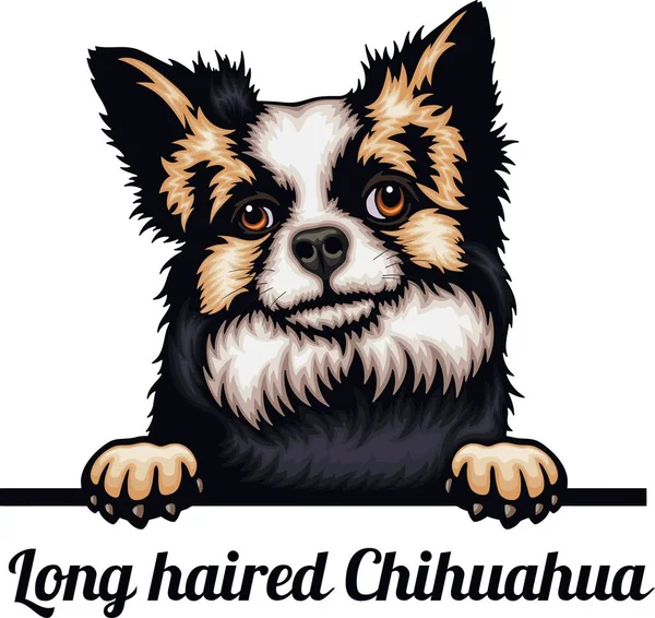 Μακρυμάλλης Chihuahua Color Peeking Σκυλιά Φυλή Κεφάλι Πρόσωπο Απομονώνονται Λευκό — Διανυσματικό Αρχείο