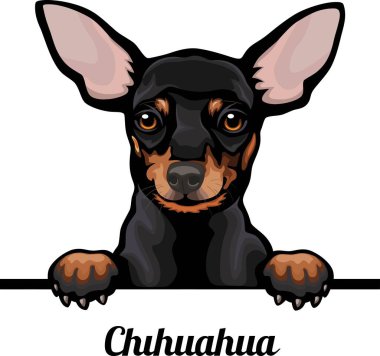 Chihuahua - Renkli Dikizci Köpekler - Üreyen yüz beyaz vektör stoğunda izole edilmiş -