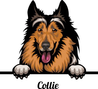 Collie - Renkli Dikizci Köpekler - Üreyen kafa beyaz - vektör stoku