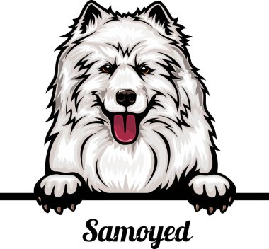 Samoyed - Renkli Dikizci Köpekler - Üreyen yüz beyaz vektör stoğunda izole edilmiş -