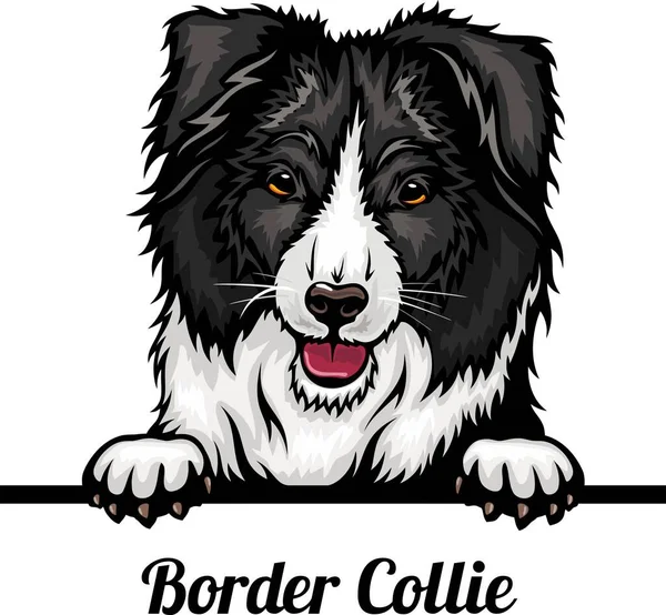 Border Collie Color Peeking Dogs Głowa Twarzy Rasy Izolowane Białym Wektory Stockowe bez tantiem