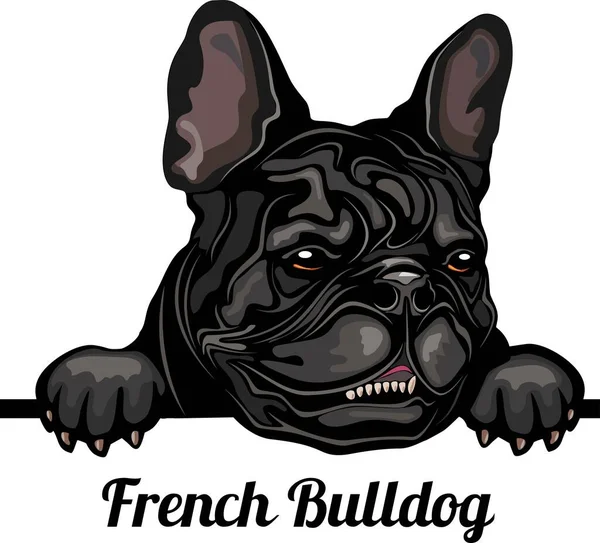 Buldog Francuski Color Peeking Dogs Głowa Twarz Rasy Izolowane Białym Wektor Stockowy
