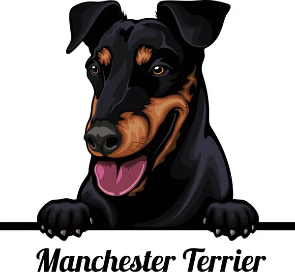 Manchester Terrier Color Peeking Dogs Cap Rasă Izolat Stocul Vectorial — Vector de stoc