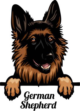 Alman Çoban Köpekleri - Renkli Dikizci Köpekler - Yüzü beyaza izole edilmiş - vektör stoku