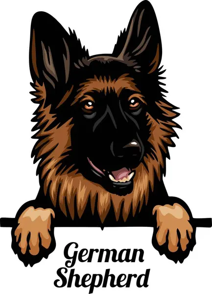 Немецкая Овчарка Цветные Подглядывающие Собаки Породы Головы Лица Изолированы Белом Лицензионные Стоковые Иллюстрации
