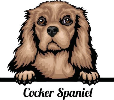 Cocker Spaniel - Renkli Dikizci Köpekler - Üreyen yüz beyaz vektör stoğunda izole edilmiş -