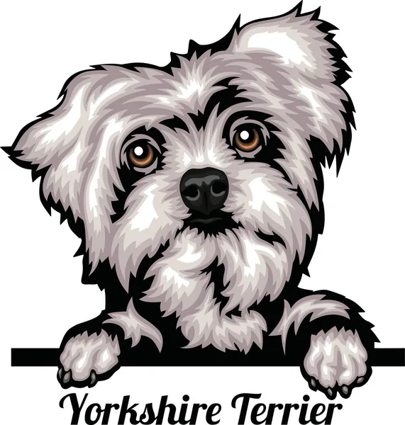 Yorkshire Terrier Color Peeking Dogs Cap Rasă Izolat Alb Stoc — Vector de stoc