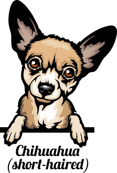Chihuahua Color Peeking Dogs Raza Cara Cabeza Aislada Blanco Vector — Archivo Imágenes Vectoriales