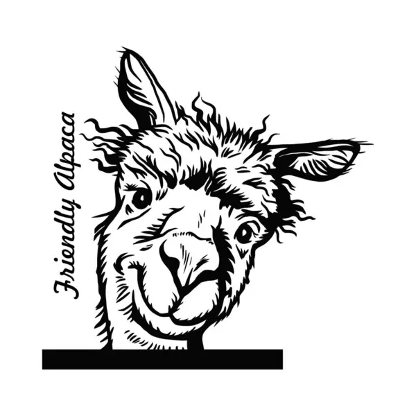 Peeking Alpaca Comic Animal Funny Animal Wildlife Stencil Vektorové Kliparty — Stockový vektor