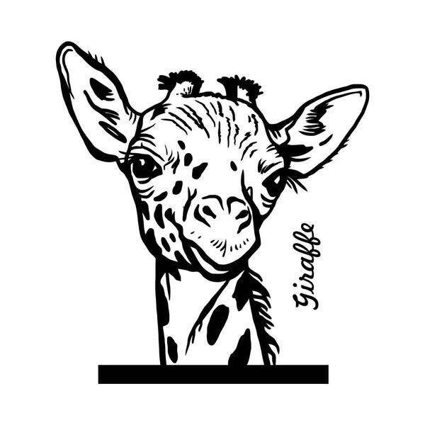 Peeking Giraffe Comic Animal Funny Animal Wildlife Stencil Vector Clipart Stockvector