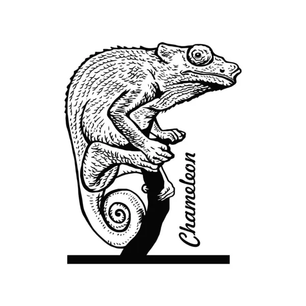 Kikande Kameleont Comic Animal Roligt Djur Vilt Stencil Vektor Clipart Stockillustration