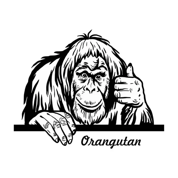 Macaco Espreitando Animal Quadrinhos Animal Engraçado Estêncil Vida Selvagem Estoque Vetores De Bancos De Imagens