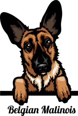 Belçika Malinois - Renkli Dikizci Köpekler - Üreyen kafa beyaz - vektör stoku