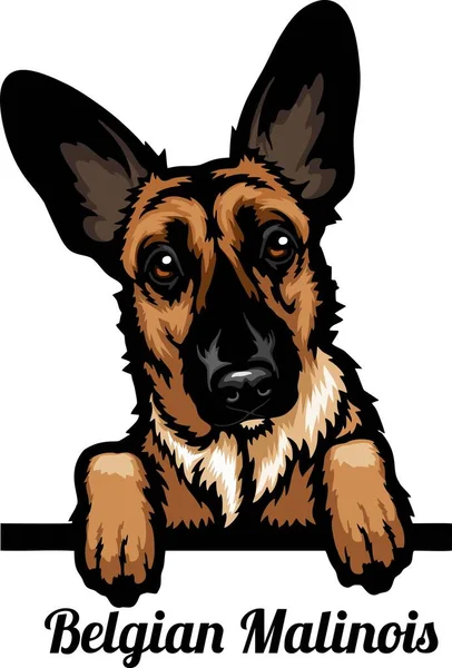 Belgiska Malinois Färg Peeking Hundar Ras Ansikte Huvudet Isolerat Vitt Stockvektor