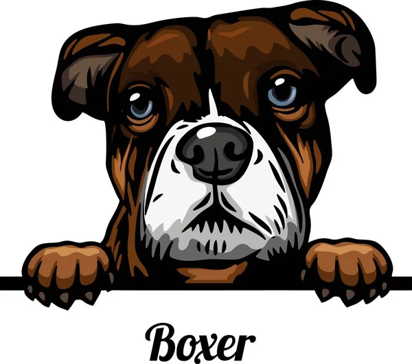Boxer Color Peeking Dogs Cabeça Rosto Raça Isolada Branco Estoque Gráficos Vetores