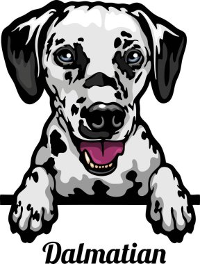 Dalmaçyalı - Renkli Dikizci Köpekler - Yüzü beyaza izole edilmiş - vektör stoku