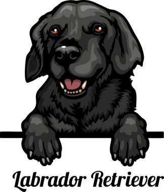 Labrador Retriever - Renkli Dikizci Köpekler - Üreyen kafa beyaz - vektör stoku