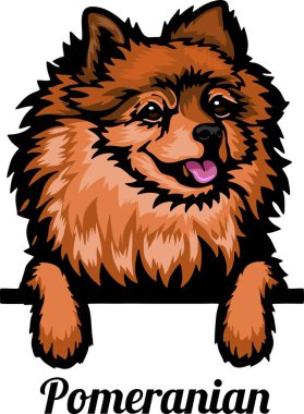 Pomeranian - Renkli Dikizci Köpekler - Yüzü beyaza izole edilmiş - vektör stoku