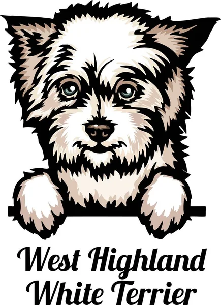 West Highland White Terrier Color Peeking Dogs Породистая Голова Изолирована — стоковый вектор