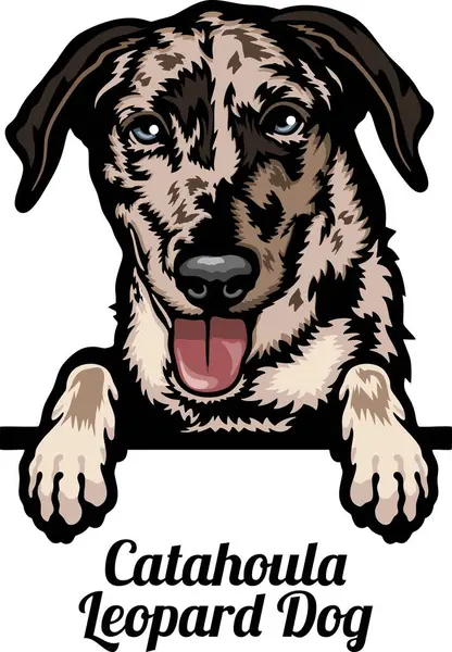 Catahoula Fard Dog Color Peeking Dogs Породистая Голова Изолированная Белом Стоковая Иллюстрация