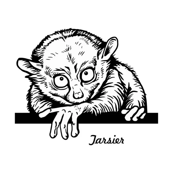 Lemur Comic Animal Funny Animal Wild Life Stencil Vektorová Zásoba Stock Ilustrace