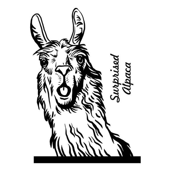Peeking Lama Animale Fumetti Animale Divertente Stencil Fauna Selvatica Vettore Vettoriali Stock Royalty Free
