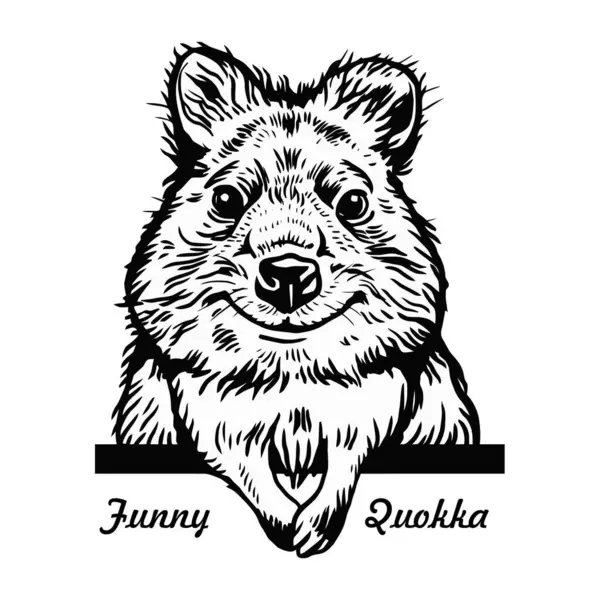 Peeking Quokka Comic Animal Funny Animal Wildlife Stencil Vektor Clipart Royaltyfria illustrationer