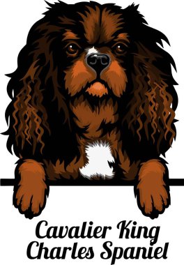 Şövalye Kral Charles Spaniel - Renkli Dikizci Köpekler - Kafası beyaza izole edilmiş melez - vektör stoku