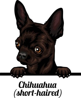 Chihuahua - Renkli Dikizci Köpekler - Üreyen yüz beyaz vektör stoğunda izole edilmiş -