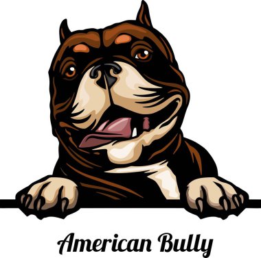 Amerikan Kabadayısı - Renkli Dikizci Köpekler - Yüzü beyaza izole edilmiş - vektör stoku