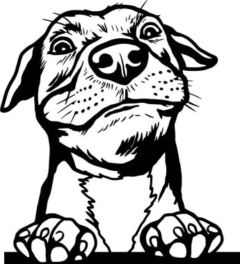 Röntgenci Köpek - Komik Köpek - yüzü beyaz arka planda izole edilmiş