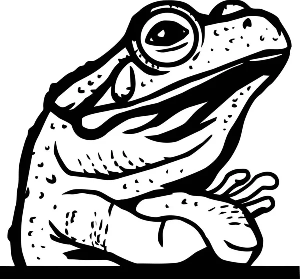 Peeking Frog Funny Frog Out Testa Faccia Isolata Sfondo Bianco Illustrazioni Stock Royalty Free