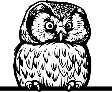 Röntgenci Baykuş - Komik Bakışlı Hayvan - kafası beyaz arka planda izole edilmiş