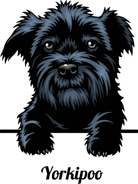 Yorkipoo Color Peeking Dogs Raza Cabeza Cara Aislada Blanco Vector Ilustración de stock