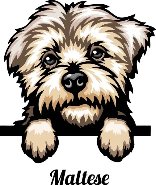 马耳他 彩色窥视犬 在白色传送器上分离的面部头 免版税图库矢量图片