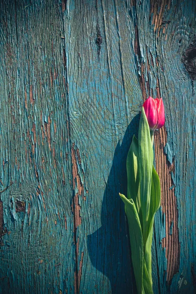 Fondo Abstracto Arte Con Tulipanes Primavera Madera Para Diseño —  Fotos de Stock