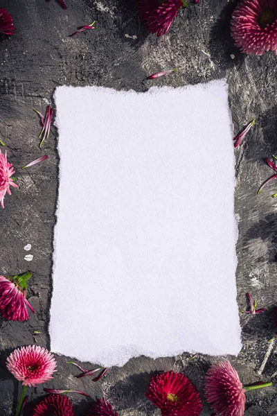 Artistic Gray Background Daisies White Sheet Text — Stock Photo, Image
