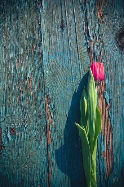 Rode Tulpen Een Groene Houten Plank — Stockfoto