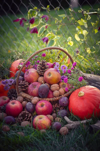 秋の贈り物 晴れた日のバスケットのフルーツ — ストック写真