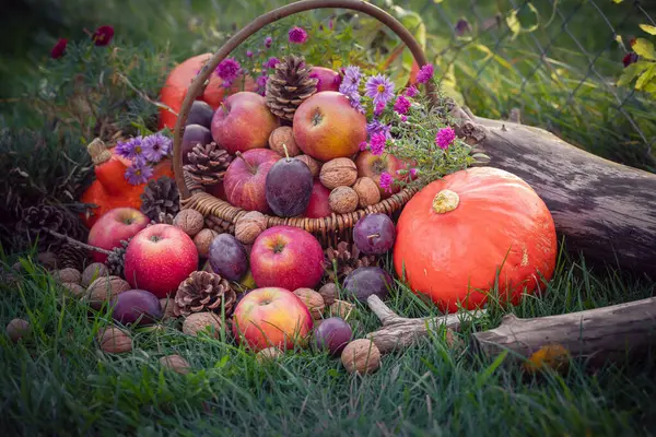 Presentes Outono Frutos Uma Cesta Dia Ensolarado Fotos De Bancos De Imagens Sem Royalties