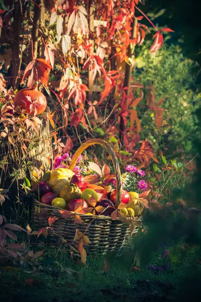 Σεζόν Στον Κήπο Ένα Καλάθι Δώρα Φρούτα Του Φθινοπώρου Φωτογραφία Αρχείου