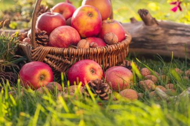 Güneşin altında çimlerin üzerinde bir sepet elma