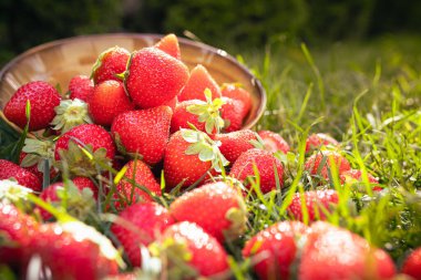 Yeşil çimlerde taze çilekler ve batan güneş.
