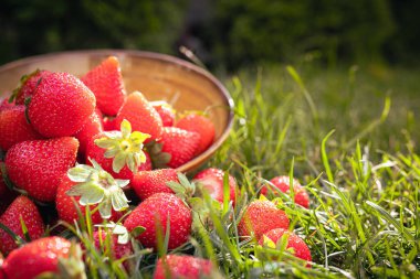 Yeşil çimlerde taze çilekler ve batan güneş.