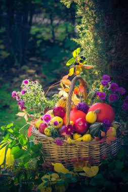 Sonbaharda hasat: bir sepet meyve bahçesinde ile dolu