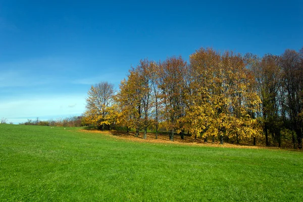 Outono Está Chegar Paisagem Outono Árvores Com Belas Folhas Amarelas — Fotografia de Stock