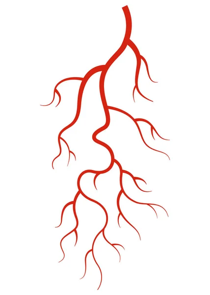 人类的血管白色背景下的红色轮廓血管 动脉或毛细血管 医学的概念解剖元素 血液系统的病媒隔离符号 — 图库矢量图片