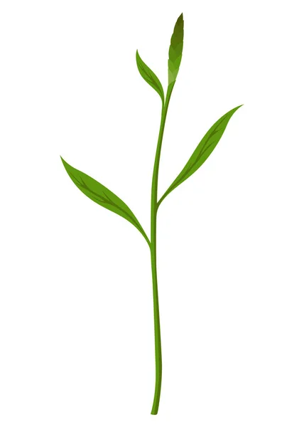 Krok Procesu Růstu Kroková Posloupnost Klíčících Sazenic Rozvojový Cyklus Zeleniny — Stockový vektor