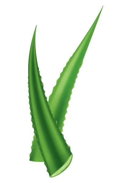 Aloe Vera Planta Verde Realista Folhas Peças Cortadas Isoladas Fundo — Vetor de Stock